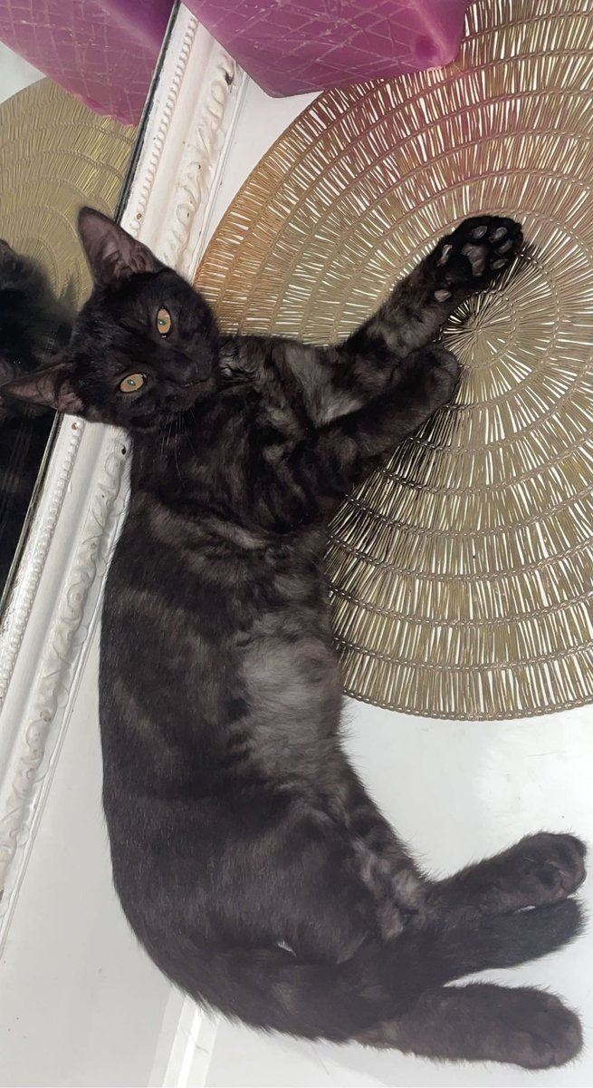 TsukiReda's tweet photo. 😾😼😺🐶 https://t.co/khY3yVCOVH