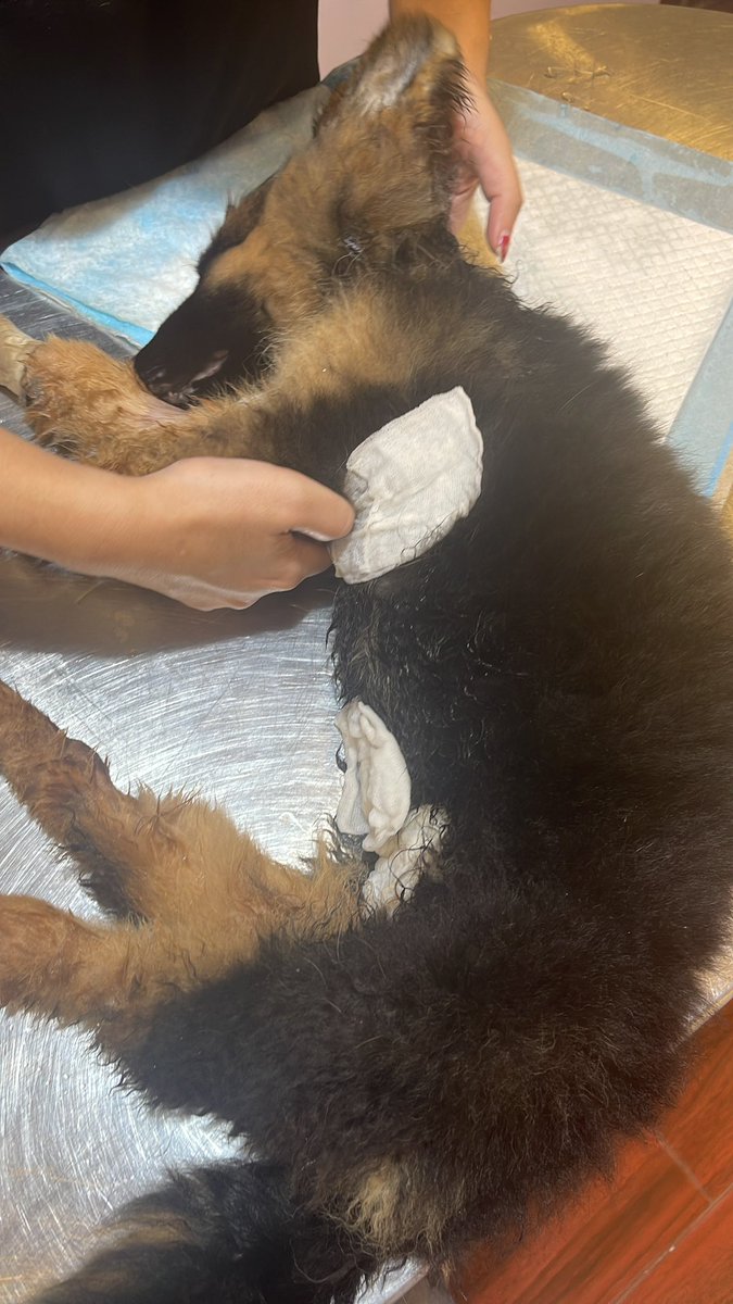 psa_pk's tweet photo. Dara had 107 temperature so we rushed her to the vet. Trying our best to get Dara to stabilize. It’s just unfair. Dara escaped that horrific Tollinton market only to be end up fighting for her life 💔 https://t.co/FRbdR4WDQ7