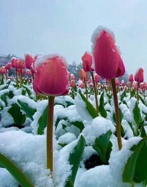 FyfSabryn's tweet photo. مساء الخير للجميع متابعي https://t.co/Q5vaNonTfd
