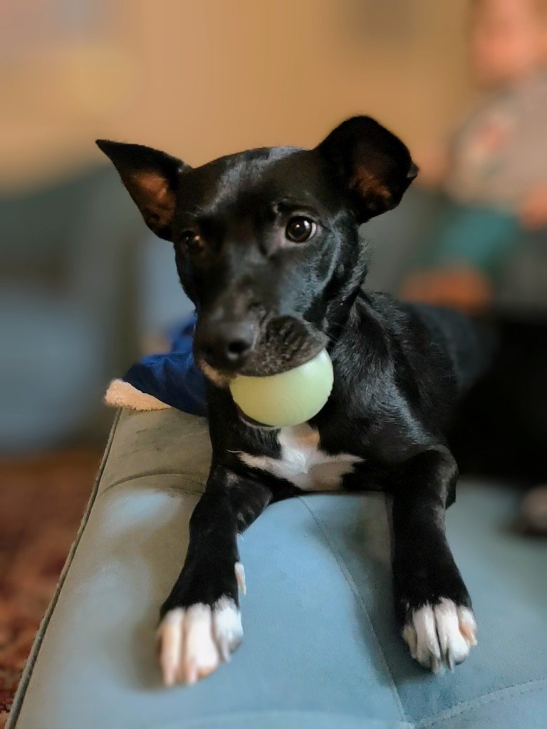 JulieRasRN's tweet photo. My husband and I are fostering sweet Sally.  We think she has had a pretty tough life, and she is looking for her forever home.  https://t.co/LIr4nxtrB1 https://t.co/R51u6D4pc7