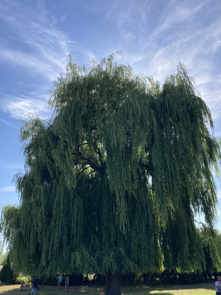 J_B_Hancock's tweet photo. Weather this hot calls for a big tree. https://t.co/0qeLsKiebL