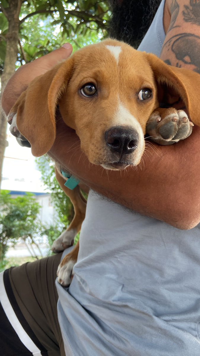 ruixiito's tweet image. The new family member!
I present you $ZIL !