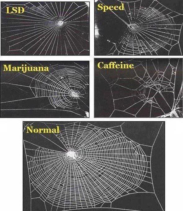 latestinspace's tweet photo. NASA once tested the effects of various drugs on spiders, specifically the way they weave their webs https://t.co/rGMlqCZ0MA