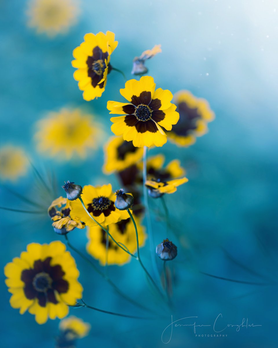 Growth 💛

<a href="/MacroHour/">#MacroHour 🌿</a> <a href="/ThePhotoHour/">#ThePhotoHour</a> #NaturePhotography #flowerphotography