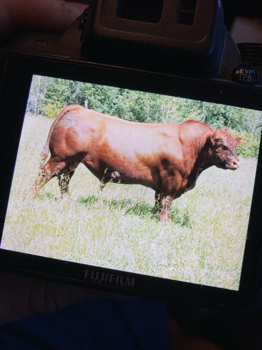 When looking at pictures of herd sires do you prefer to see them natural in their working clothes or clipped out? #redangus #cdncattle #beef