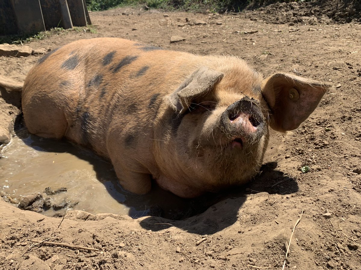 Charlotte Powell tweet media