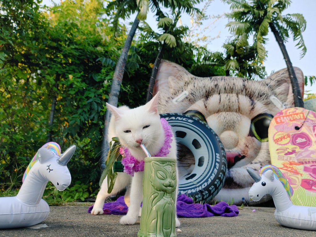 It's pawty time! 8 pm ET - see mew there! 🌞

Raffle: app.galabid.com/julybirthdays2…

Zoom:
us06web.zoom.us/j/81269099041?…

Meeting ID: 812 6909 9041
Passcode: 229554

#acrocats #CatsOfTwitter