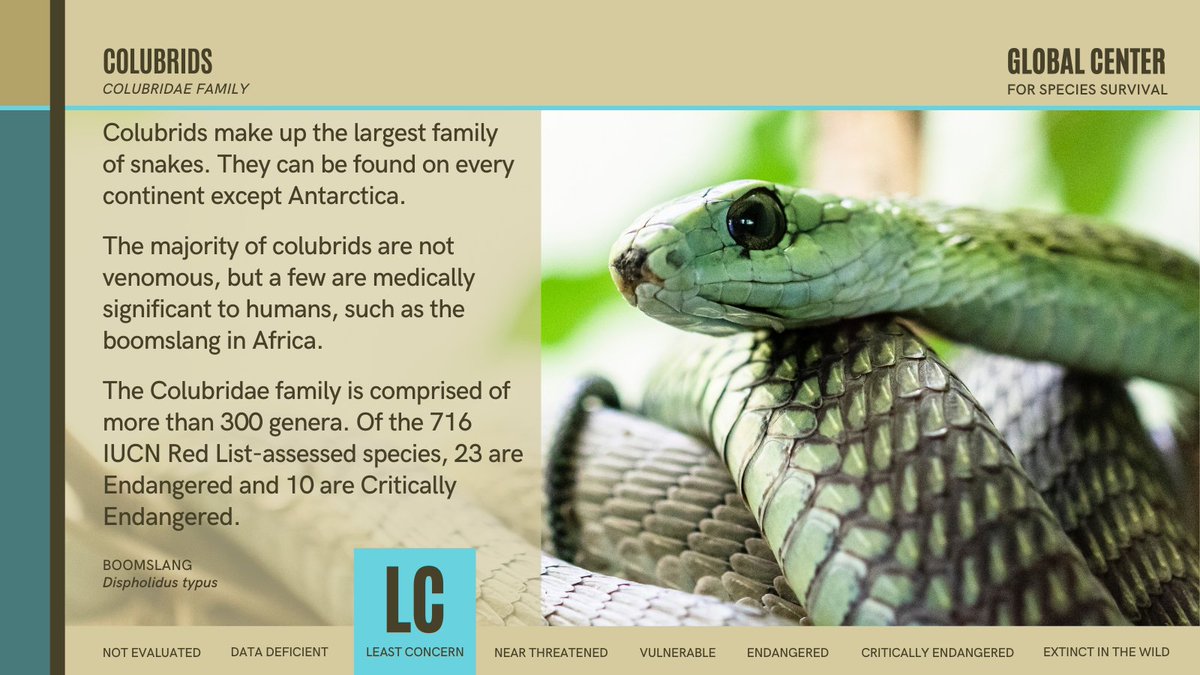 ProtectSpecies's tweet photo. #Colubrids make up the largest family of snakes. They can be found on every continent except Antarctica. The majority of colubrids are not venomous, but a few are medically significant, such as the boomslang. #WorldSnakeDay 🐍 8/ https://t.co/KWDpZpMFe5