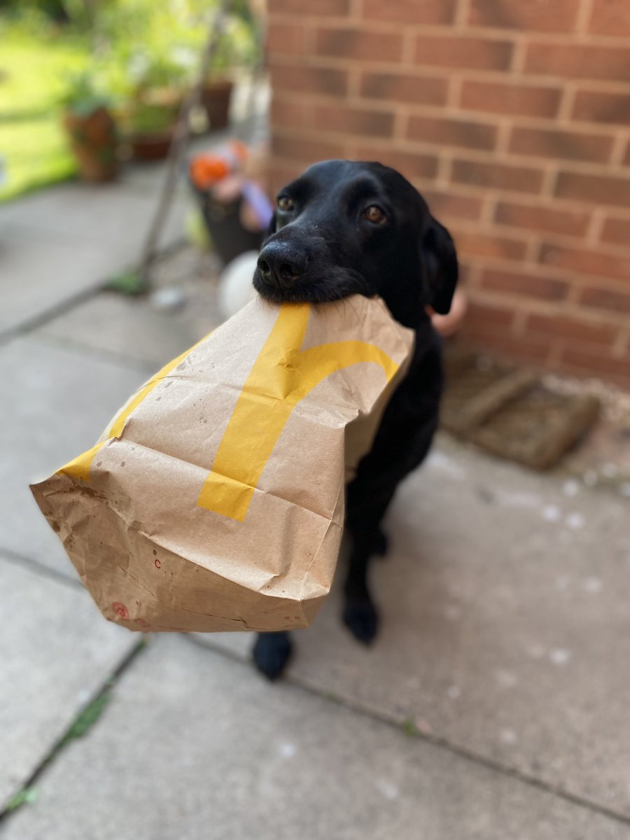 Hey <a href="/McDonalds/">McDonald's</a>, if you need a canine model, you know where to come right? #labsoftwitter #mcdonalds