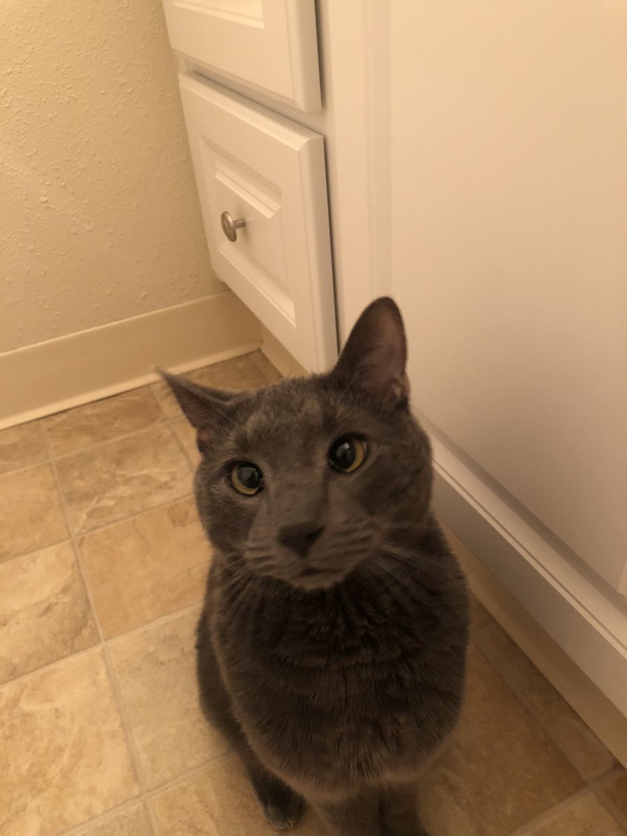 dearmayer's tweet photo. happy birthday sob rock! more importantly, happy birthday to my cat welly!!! https://t.co/3AVCuWURjr