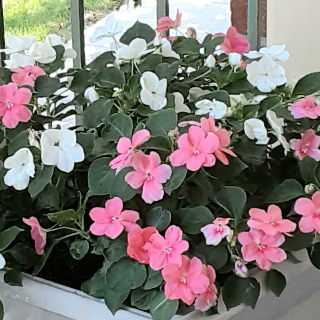 SHMBenedictines's tweet photo. #BHSummer22:  The sisters' flowers are a #PopOfColor!  Sr Marcine's corner by the #monastery courtyard is a profusion of magenta, Sr Virginia's #prairie flowers are splashes of poppy red &amp; at an apartment #convent, #impatiens brighten the patio.
#YanktonBenedictines @bustedhalo https://t.co/a1gWydqAAR