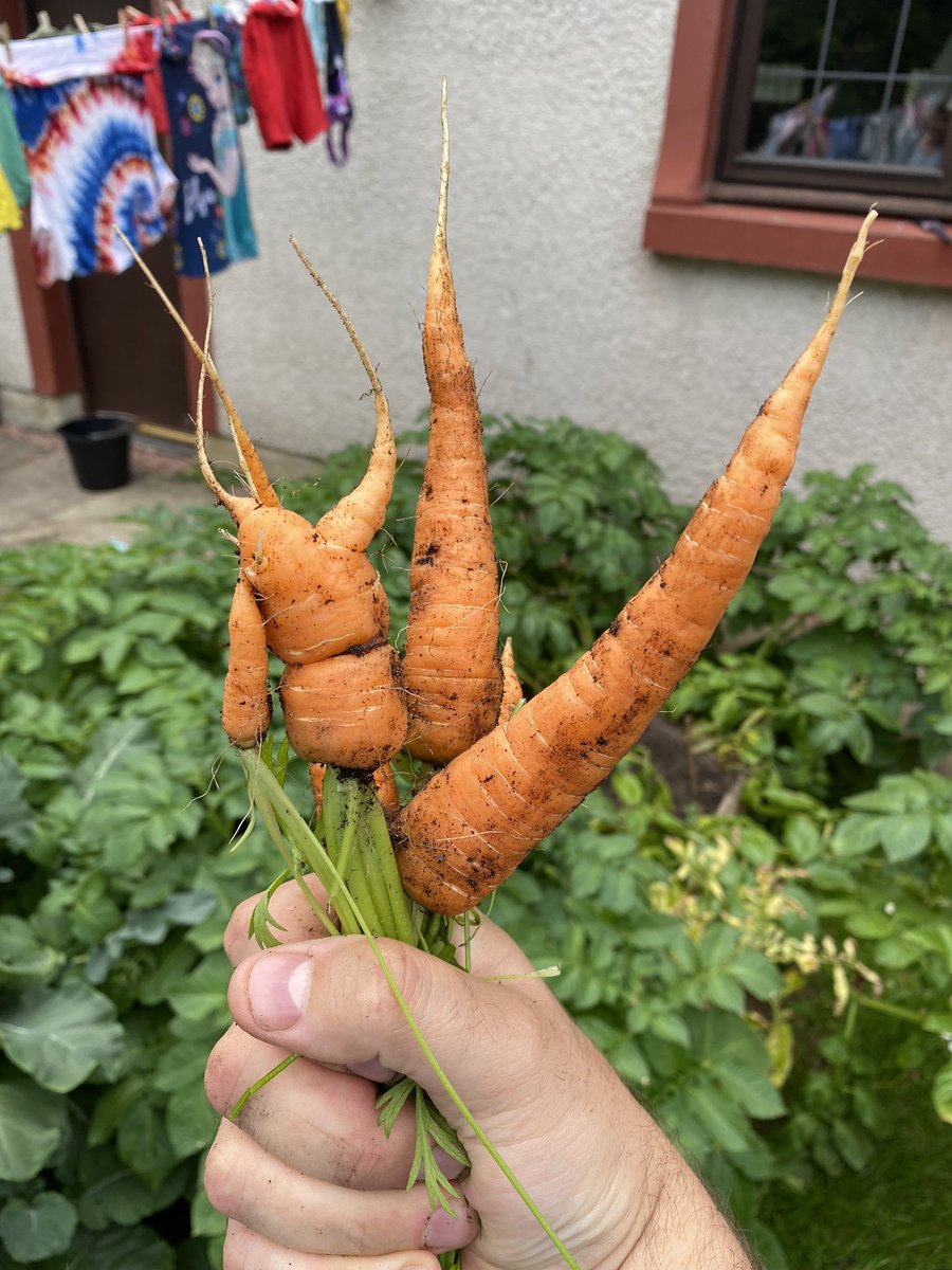 I’ve caught the bug…the gardening bug!! So excited by our first harvest. #newgardener #gardening #GardeningTwitter #myhappyplace #homegrown