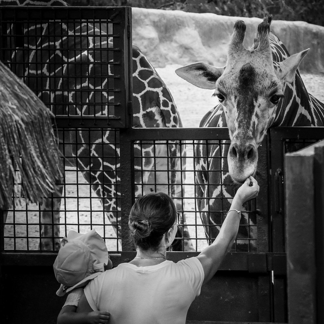 sketch74's tweet photo. #giraffe #zoo #blackandwhitephotography #streetphotography #streetphoto #feeding #CapturingInspiration #wildlife #watching https://t.co/Pm2Cs9v9a9
