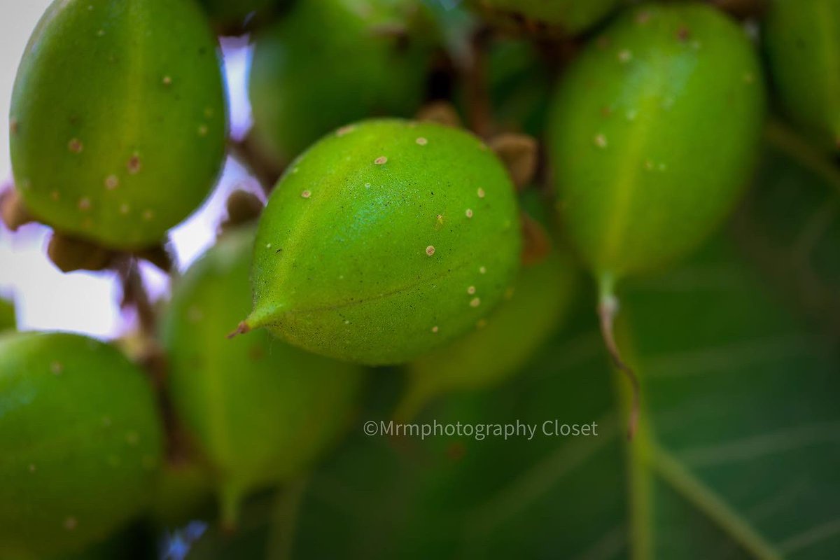 ClosetMrm's tweet photo. #photo #PhotoOfTheDay #photography #Garden #plant #plantbased #Planttwitter #plantlife #green #goodmorning #goodvibes #lovinglife #canon #canonphotography #plantsmakepeoplehappy #Blossom https://t.co/gXhPcOK6qm