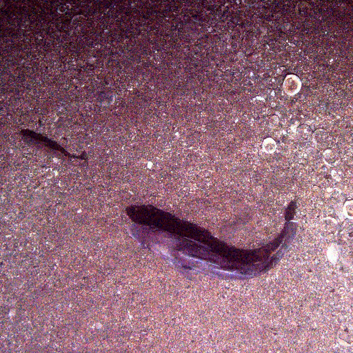 Robot_Matt_'s tweet photo. #DY152's final night at Haig Fras saw Autosub5 on the 20km long 3m altitude camera survey. We collected 25000 photos which are currently being processed by Dr Brian Betts, so far here is my favourite! We think its a Haddock @NOCnews #oceanrobots https://t.co/gTpq21cz1v