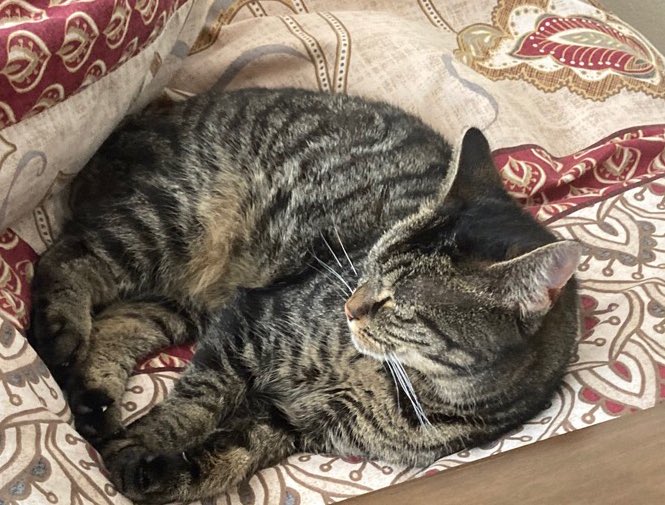 HELP! A friend’s cat, Poppi, escaped from a carrier and out the car when they were travelling. They have a baby and so cannot stay to look but will have to come back. #Shrewsbury SY5 9LG

Twitter, do your thing, please! 🙏💔😿 #cats #lostcat