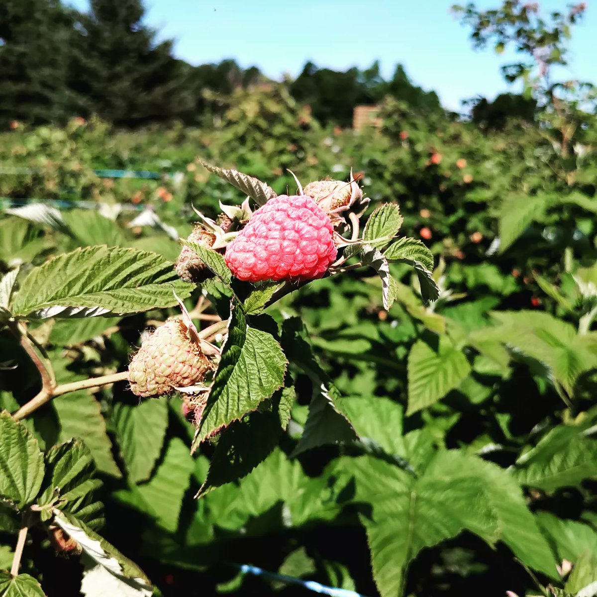 cathymai's tweet photo. Raspberry picking. #summer #freshfruit https://t.co/m7Y69hVLVO