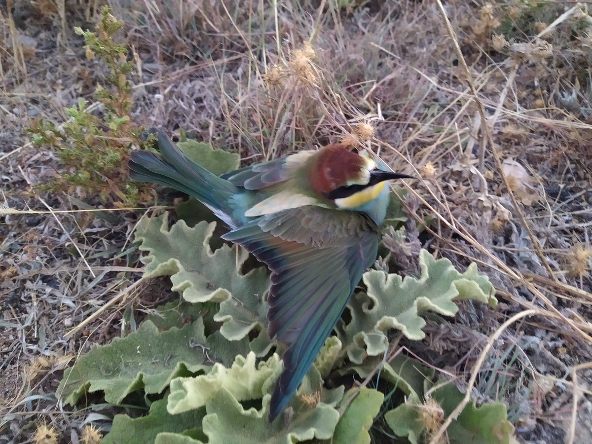 entusgenes's tweet photo. Precioso y llamativo pajarito, Abejaruco...más info:
https://t.co/d3Wnkvnt8C
Fuente: @regmurcia_com
#Merops_apiaster
@RedNatura2000 @RedNNoroesteMur @EspNaturalesMur @Regmurcialimpia @CarallumaN @asociacionanse @AGENTESRM @aquilatierratve @TurismoCaravaca @TurismoRMurcia https://t.co/7dNxRuFkh6