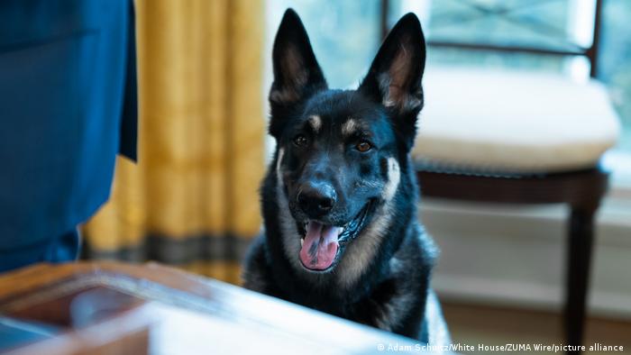 Jason_Matthews's tweet image. Major Biden, stand back and stand by! #dogsknow