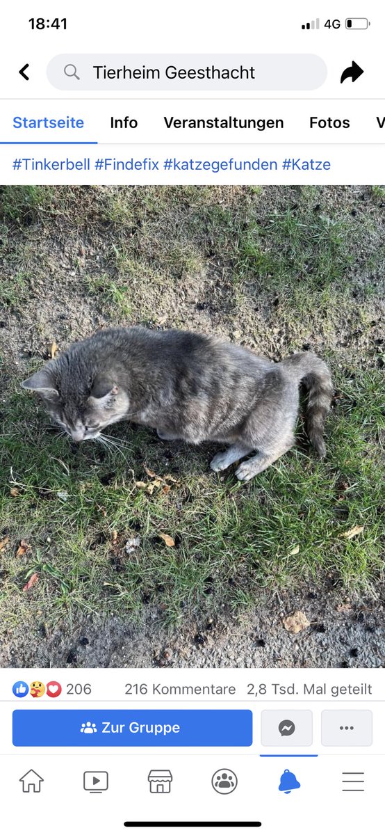 Klimt_Katzen's tweet photo. Auf geht’s Twitter-Magie, wir haben eine neue Mission: Wir suchen Familie Behrenbruch, die 2014 Katze Tinkerbell als vermisst gemeldet hat. Irgendwo in Dtld. Wenn wir sie gefunden haben, singen wir zusammen: „Wunder gibt es immer wieder“ 🎶🎵🎶- lieber heute als morgen 🥳 https://t.co/61HSUCDqrc