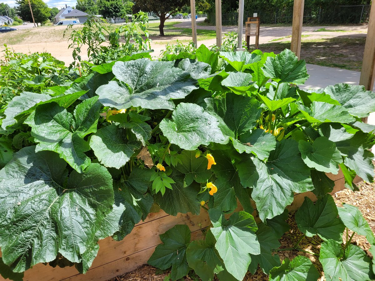 The Garden project  <a href="/CentralCyclone1/">CentralCyclones</a> #Experientiallearning @RCDSB