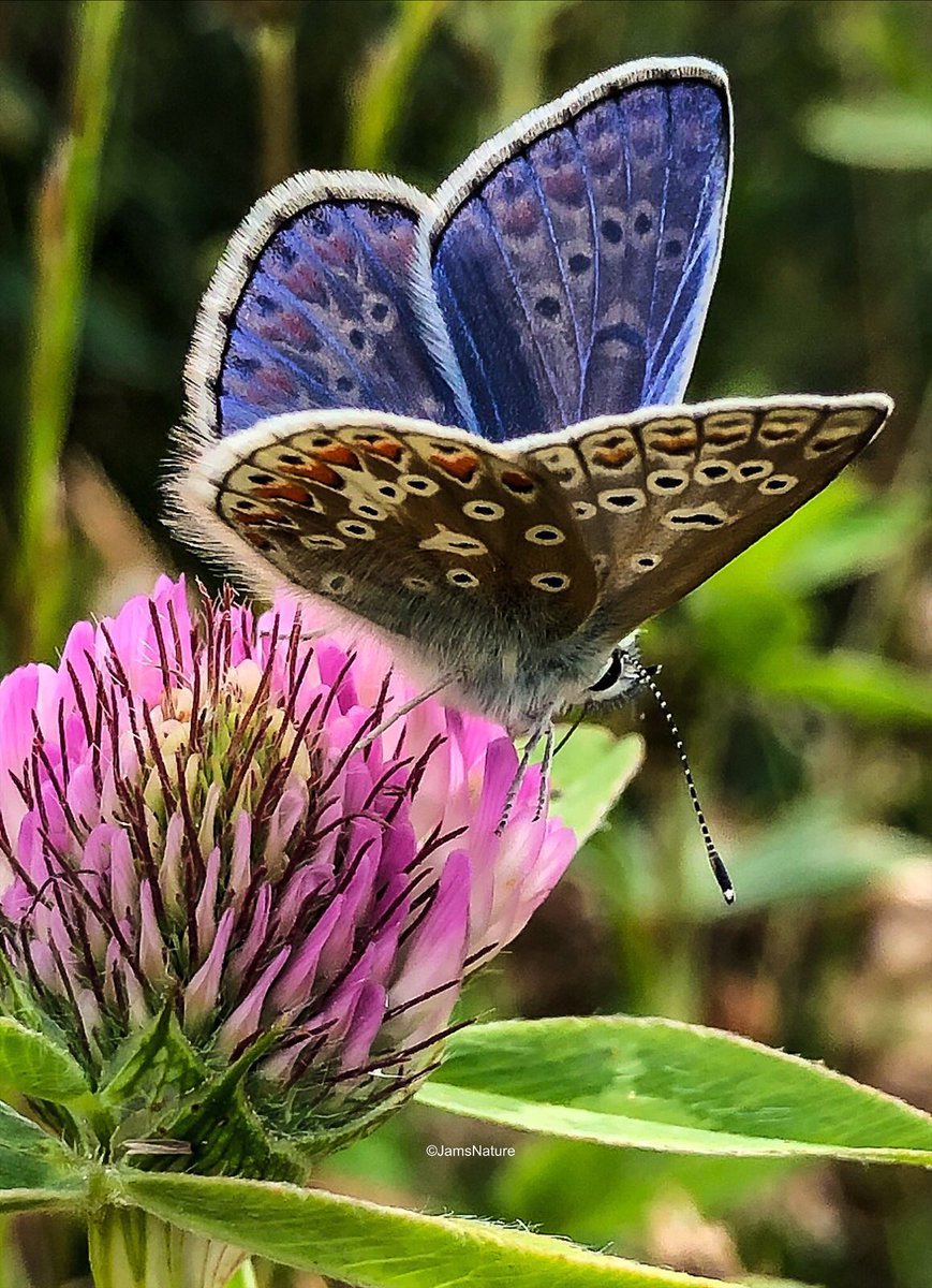 The absolutely beautiful ‘Common Blue’ for the #ButterflyCount #CountThemToSaveThem