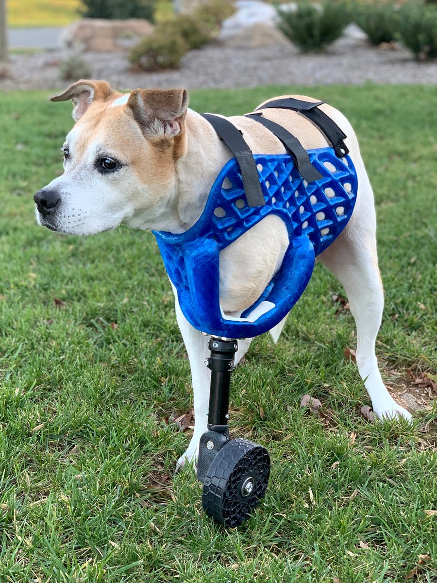 Nikola_coin's tweet image. Pet prosthetics gain a boost from 3D printing!
#YeahScience #DogsofTwitter #Dog