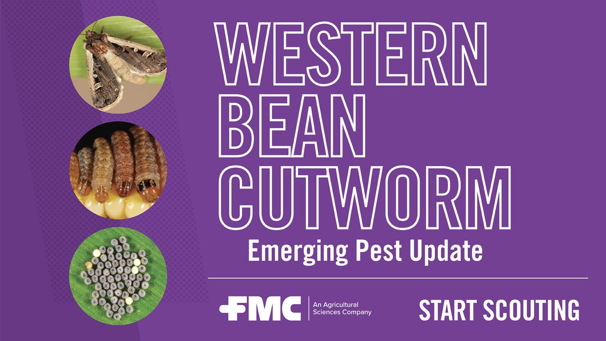 FMCAgUS's tweet photo. 🚨 A rapidly expanding pest may be challenging corn in your area. 

Did you know western bean cutworm (WBC) can cause significant yield losses of up to 20%? Learn scouting tips for how to spot WBC and solutions to help control the pest now. https://t.co/BsH74PKJNN https://t.co/ZAz8hnbyLE
