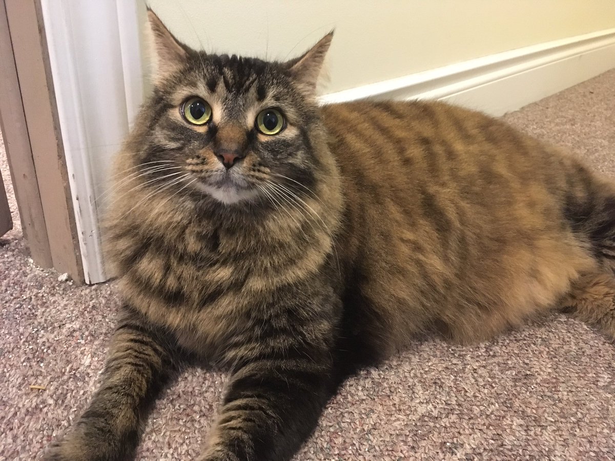 PurdeyandGambit's tweet photo. Hi! Sorry we haven’t posted in a while. We had an uninvited guest in the house (COVID), but now everything is back to normal. Have a great weekend everyone!! 😻 https://t.co/2RFeuRNcqT