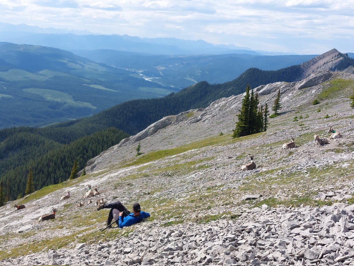 QbZach's tweet photo. Step 1 of becoming an alpine ungulate: Subtlety blend in with the herd 🐏 (Patience is key) #RamMountain 📷 @ruffino_carlo https://t.co/R56rLTUSG3