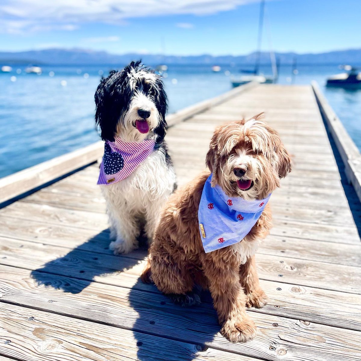 The West Shore truly is the best shore, just ask these Tahoe pups.

Photo: <a href="/miss/">nike</a>.lula.mae