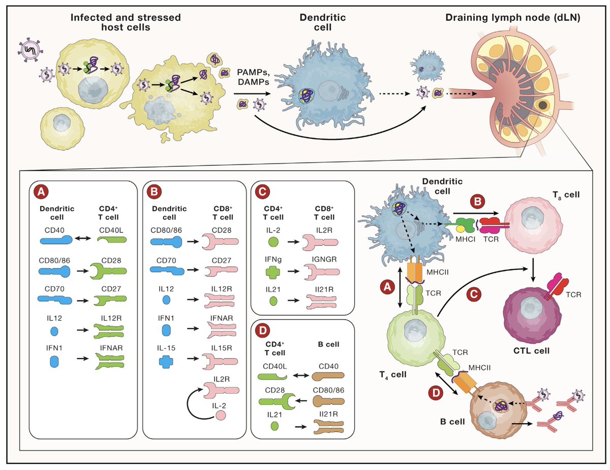 Eric Topol (@erictopol) on Twitter photo "With a long history of middling cancer-vaccine success, it is time to shake things up."
A new, brilliant review of cancer vaccines <a href="/CellCellPress/">Cell</a>
cell.com/cell/fulltext/β¦ by <a href="/fritsch_ed/">Ed Fritsch</a> <a href="/DanaFarber/">Dana-Farber</a> and colleagues "With a long history of middling cancer-vaccine success, it is time to shake things up."
A new, brilliant review of cancer vaccines <a href="/CellCellPress/">Cell</a>
cell.com/cell/fulltext/β¦ by <a href="/fritsch_ed/">Ed Fritsch</a> <a href="/DanaFarber/">Dana-Farber</a> and colleagues
