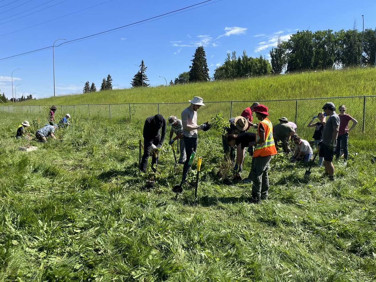 Paulatics's tweet image. We are planting all native species today - and began with a lovely land acknowledgment - as we try a little river valley rewilding. #yeg #rootfortrees