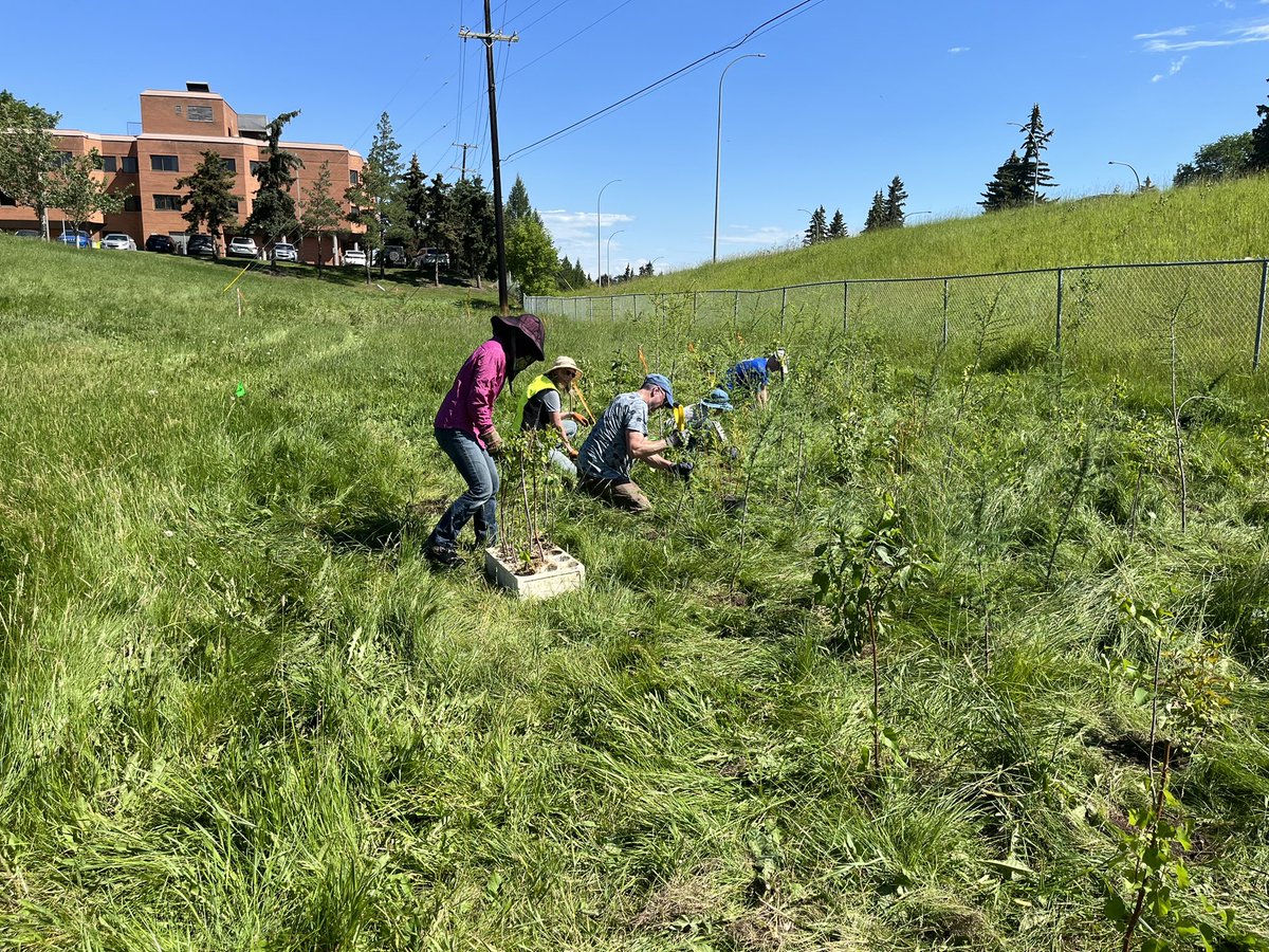 Paulatics's tweet image. We are planting all native species today - and began with a lovely land acknowledgment - as we try a little river valley rewilding. #yeg #rootfortrees