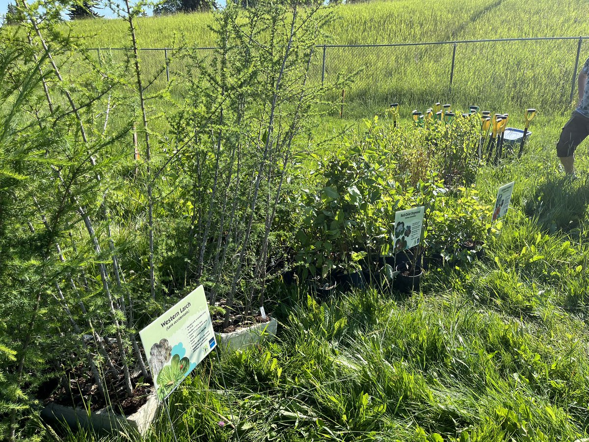Paulatics's tweet image. We are planting all native species today - and began with a lovely land acknowledgment - as we try a little river valley rewilding. #yeg #rootfortrees