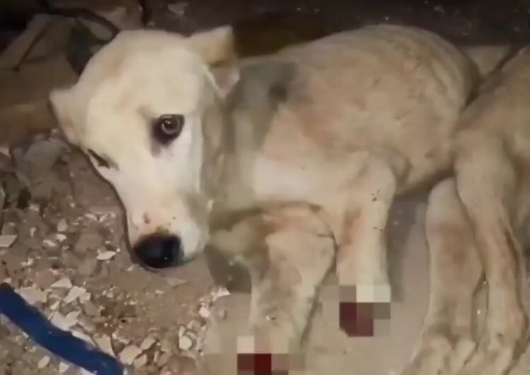 Preventing animal cruelty is in all of our best interests.Studies have shown that cruelty to animals is a sign that other abuse is taking place in the home.Those same studies show that children who witness animal abuse are at a greater risk of becoming animal abusers themselves.