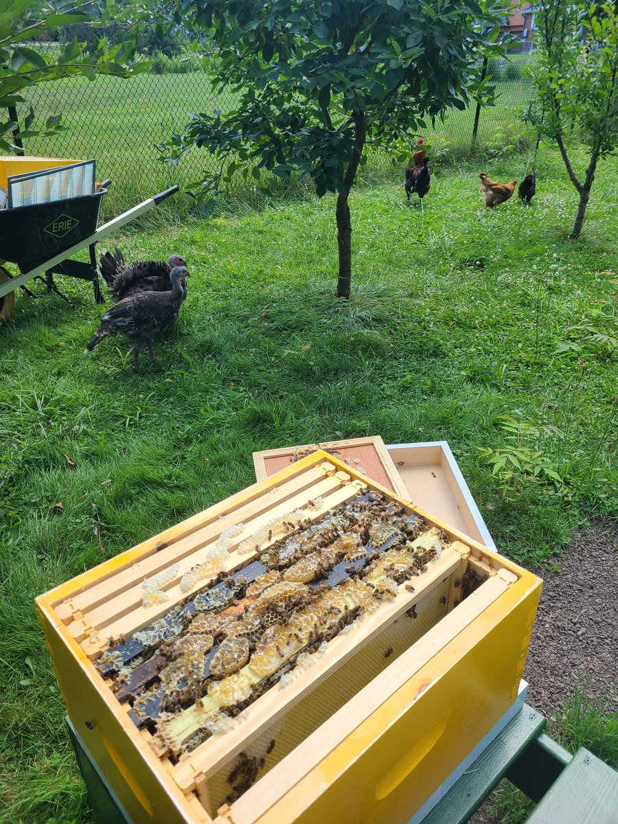 Safety_Always's tweet photo. First honey supers installed today. https://t.co/got1HF9Bv9