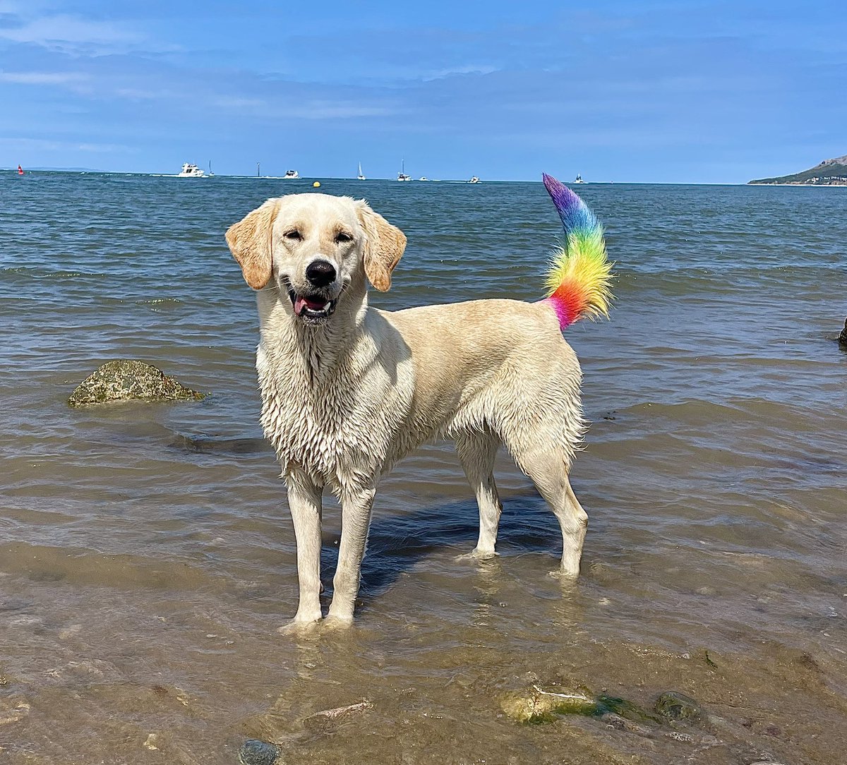 Beach body ready 🏖 #DogsofTwittter #beach #summer