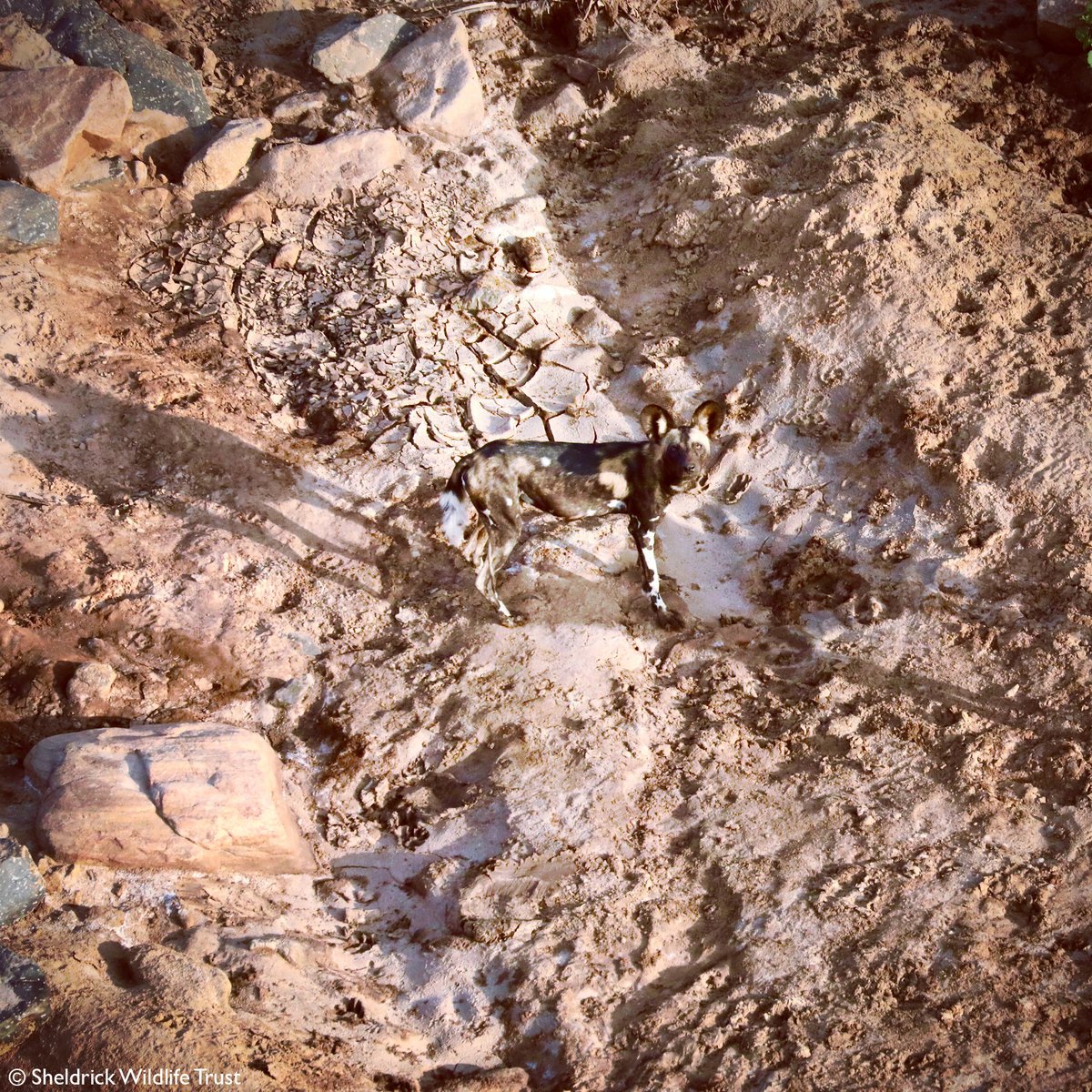 SheldrickTrust's tweet photo. What did you see at work today? Ask that of our aviation pilots &amp; you usually end up pretty #green. Today, they simply replied with this photo! Morning shot of an African Wild Dog aka Painted Dog / Wolf! Pilot &amp; Pup only have eyes for each other #stareoff https://t.co/3nQS3pgr8H https://t.co/TM7Kxr3C7f