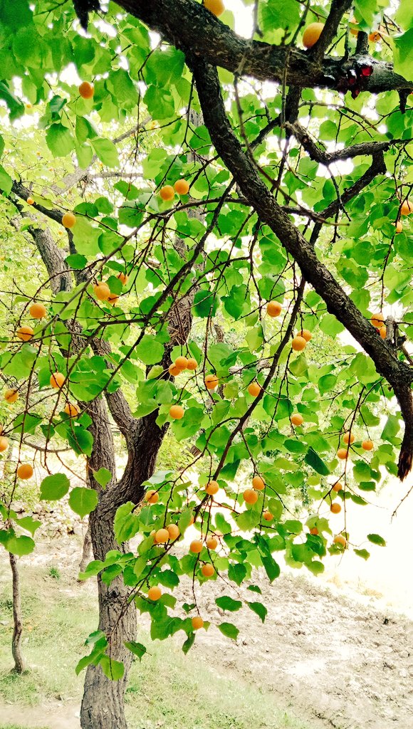BaltistanStudio's tweet photo. @BaltistanStudio #apricot in baltistan pakistan https://t.co/y5fOZl27VG