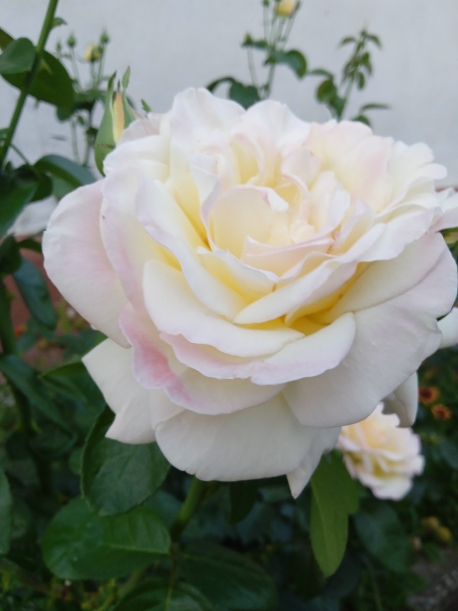 bogdanka rakic (@bogdanka_rakic) on Twitter photo 