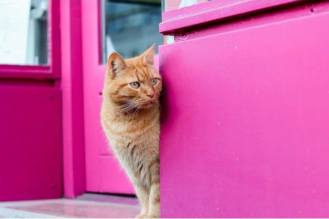 L_Philippot's tweet photo. Il était la mascotte de la Ville de #Vernon, à musarder aux abords de l'hôtel de ville ou à se prélasser sur le canapé. #Chachou a rejoint le paradis des chats hier. https://t.co/Plp8xPaMgU