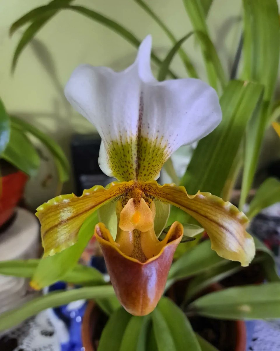 PabloBurtone's tweet photo. Orquidea Paphiopedilum Leeanum 💚🌱 #orquideas #orquids #Planttwitter #plantslovers #plantbased #PlantBio2022 #plantCare https://t.co/ZBctWzkJcb