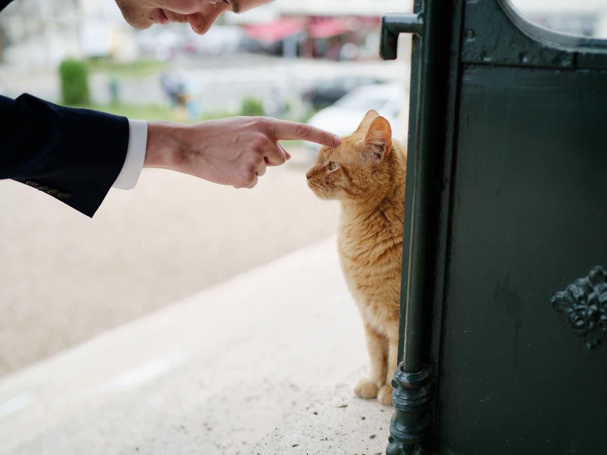 FOuzilleau's tweet photo. C’est avec tristesse et émotion que nous venons d’apprendre le décès de Chachou, mascotte de la Ville de Vernon 😪🐈

Depuis plusieurs mois, notre petite boule de poils appréciée de tous les habitants et commerçants, se battait contre une maladie qui a fini par l’emporter 💔 https://t.co/5EkLdXR6q9