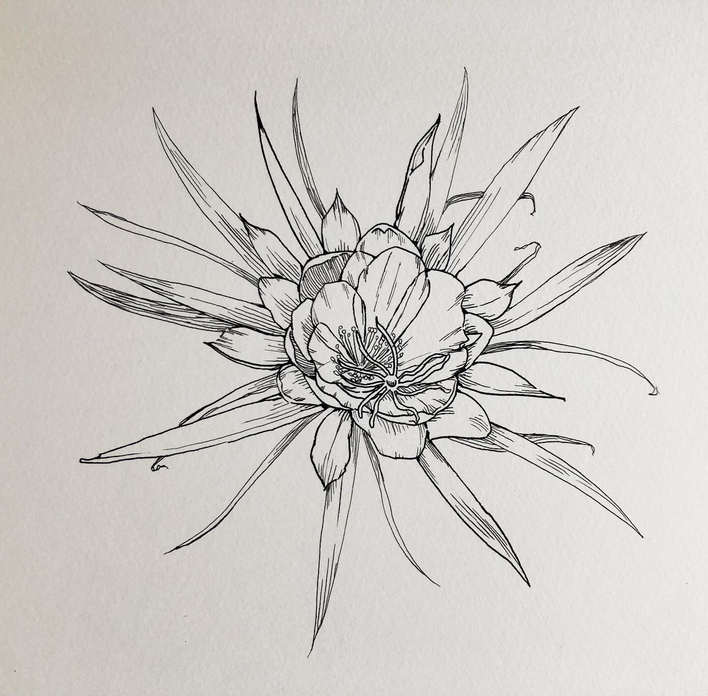 تويتر 花イラスト البحث في تويتر