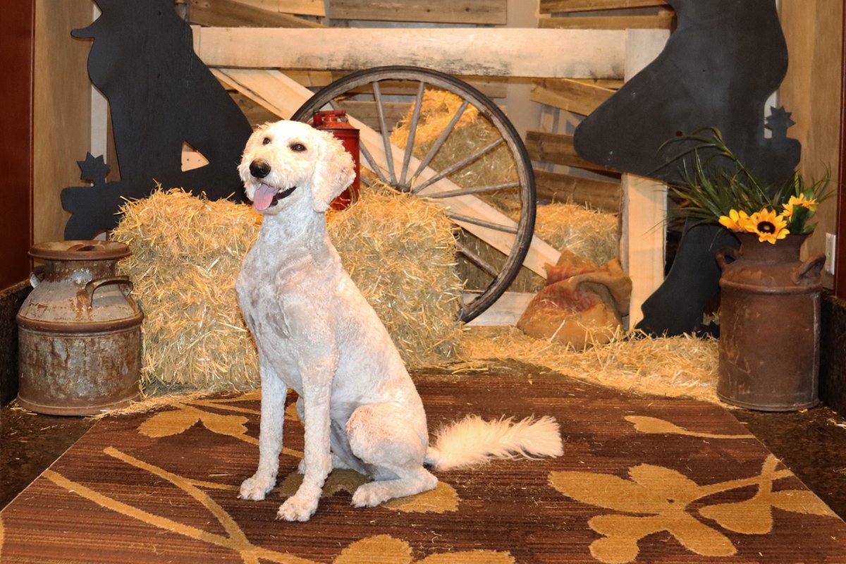 HyattCalgary's tweet photo. Looks like someone is enjoying our stampede decorations. #CalgaryHyatt #HyattRegencyCalgary #PetFriendly #PetFriendlyHotel #HyattRegency #PetFriendlyHotel https://t.co/aWMIgI9b3P