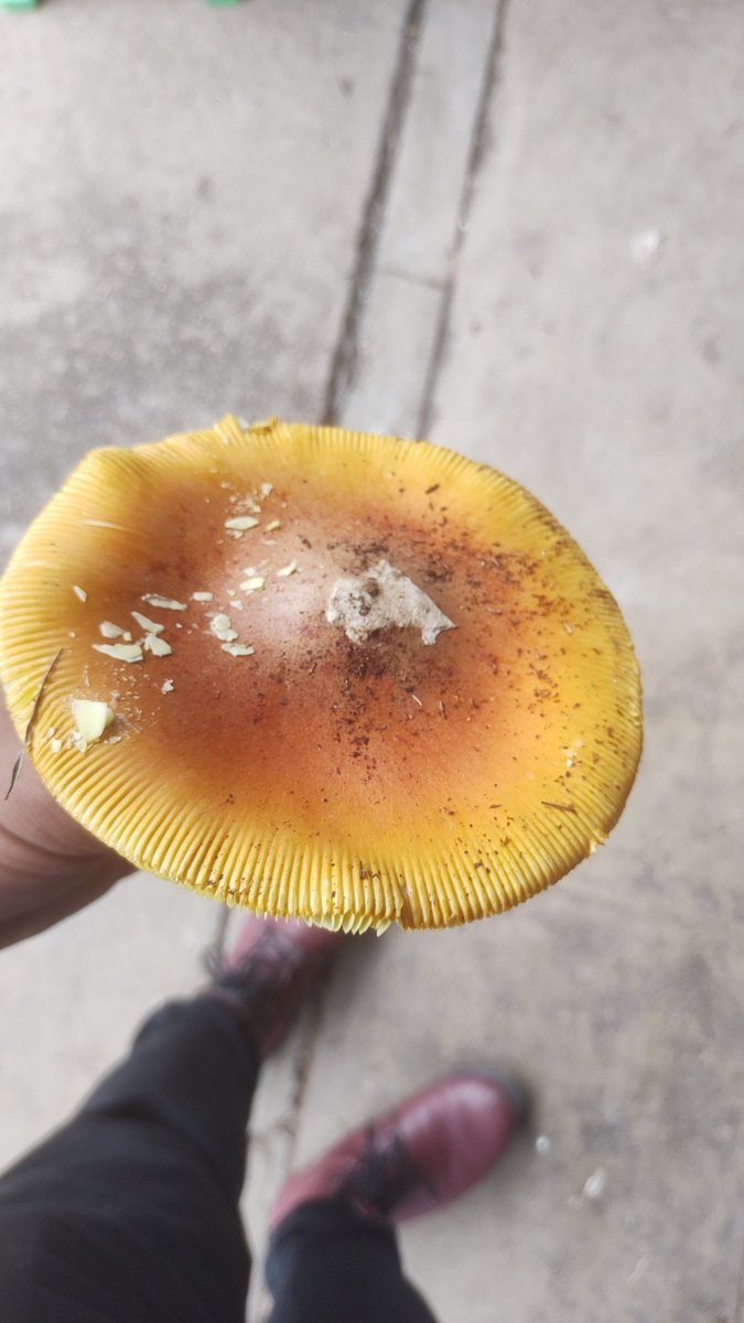 Dav_Rosas's tweet photo. @Fungi_Cosas sabes que especie es? https://t.co/hABTHoaulx