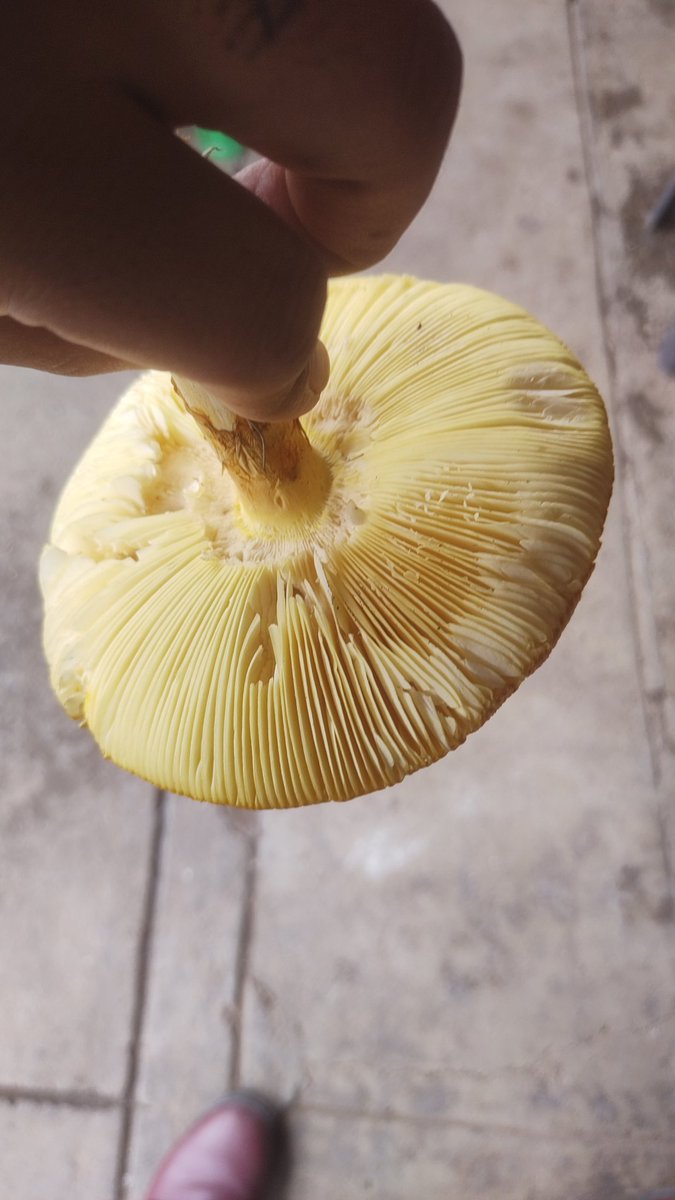 Dav_Rosas's tweet photo. @Fungi_Cosas sabes que especie es? https://t.co/hABTHoaulx