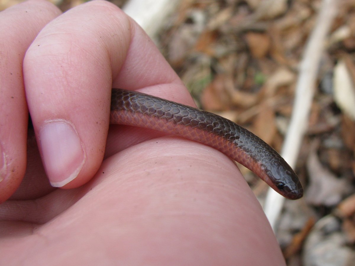 lynnswaf's tweet photo. It's #WorldSnakeDay! One of my favorite snakes is the eastern worm snake. It's the first snake I remember finding and holding when I was on a field trip with my high school environmental education class. https://t.co/eLtEr4mVvM