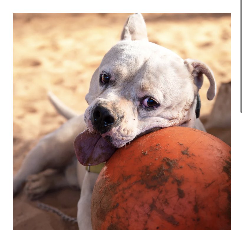 party_pittie's tweet photo. Happy Saturday Pittie Lovers!
It’s almost time to sponsor another puppy!!!! Let’s vote on our next pup!?
#RescueDogs #adoptdontshop https://t.co/dKCnvQens2